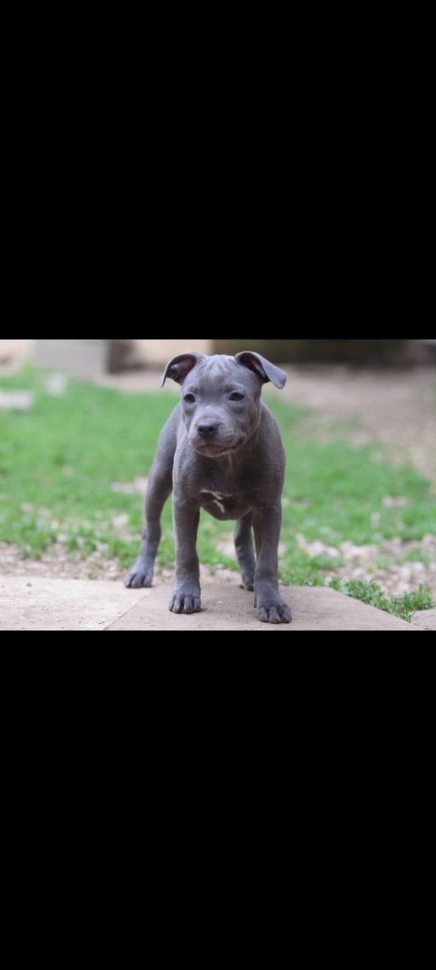 Chiot N°4 - Staffordshire Bull Terrier