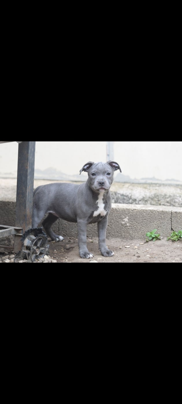 Chiot N°5 - Staffordshire Bull Terrier