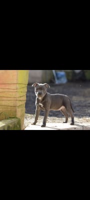 Les chiots de Staffordshire Bull Terrier