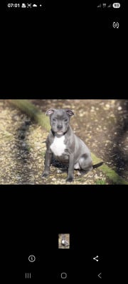 Les chiots de Staffordshire Bull Terrier