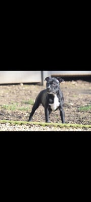 Les chiots de Staffordshire Bull Terrier