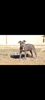 Les chiots de Staffordshire Bull Terrier