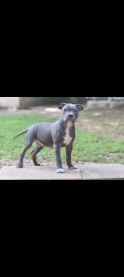 Chiot N°3 - Staffordshire Bull Terrier