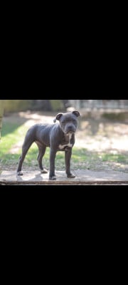 Les chiots de Staffordshire Bull Terrier
