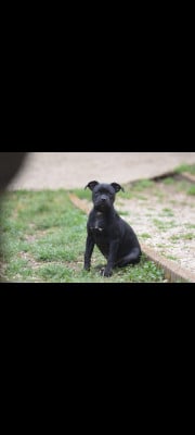 Les chiots de Staffordshire Bull Terrier