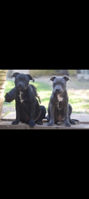 Les chiots de Staffordshire Bull Terrier