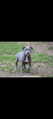 Les chiots de Staffordshire Bull Terrier