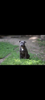 Les chiots de Staffordshire Bull Terrier