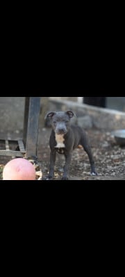 Les chiots de Staffordshire Bull Terrier