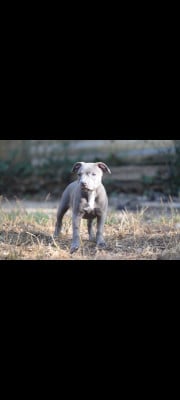 Les chiots de Staffordshire Bull Terrier