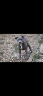 Les chiots de Staffordshire Bull Terrier
