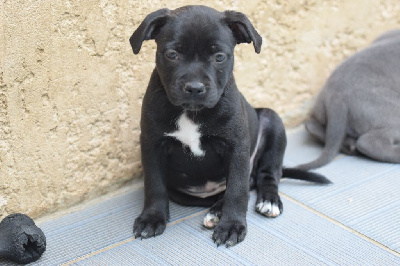 CHIOT 3 - Staffordshire Bull Terrier