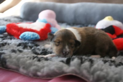 Les chiots de Colley à poil long