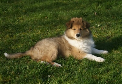 Les chiots de Colley à poil long