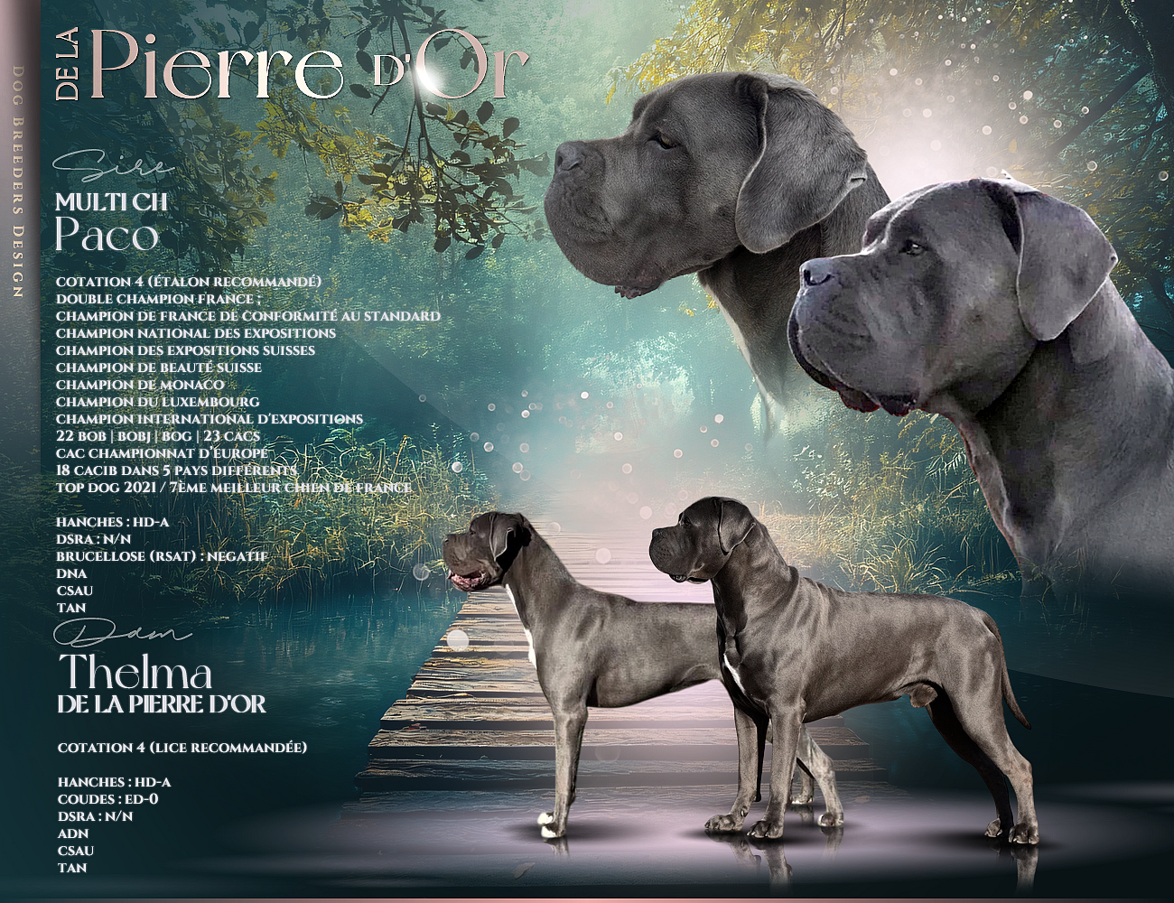 Cane Corso - de la pierre d'or