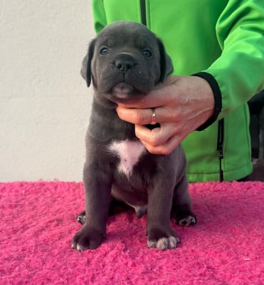 Les chiots de Cane Corso