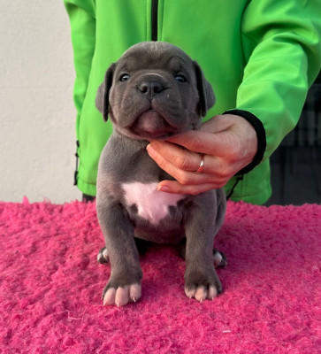 Les chiots de Cane Corso