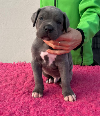 Les chiots de Cane Corso