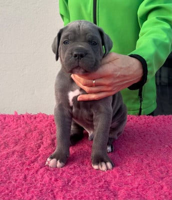Les chiots de Cane Corso