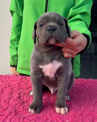 Les chiots de Cane Corso