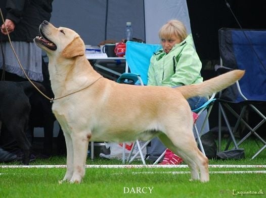 Publication : Des Archanges De Casenoves