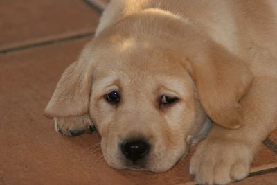 Publication : Du Cœur D'émeraude Auteur : Jacques Coeur