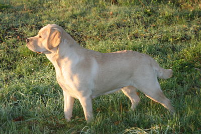 Publication : Du Cœur D'émeraude Auteur : Jacques Coeur