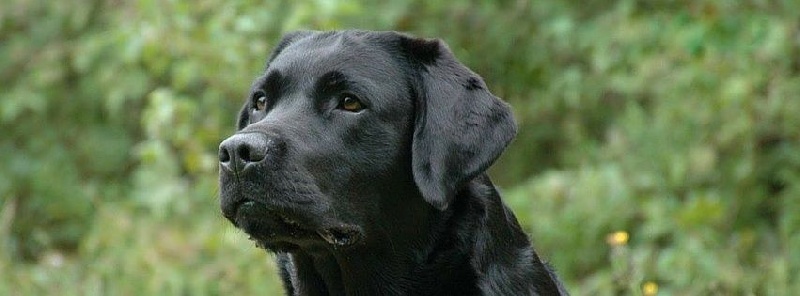 Publication : Off newfoundland coast Auteur : Isabelle