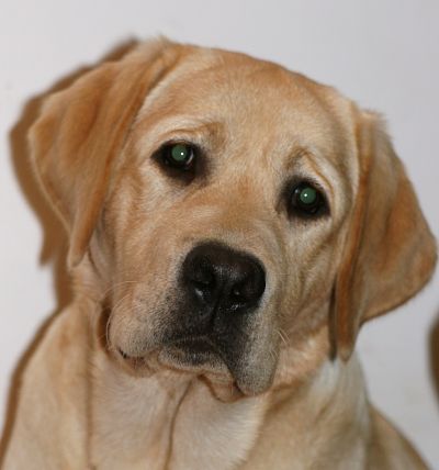 Publication : Du Cœur D'émeraude Auteur : Jacques Coeur