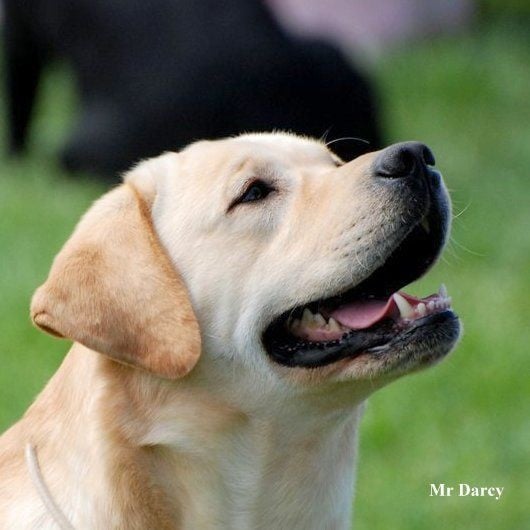 Publication : Des Archanges De Casenoves