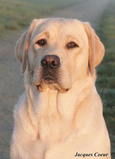 Publication : Du Cœur D'émeraude Auteur : Jacques Coeur