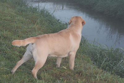 Publication : Du Cœur D'émeraude Auteur : Jacques Coeur