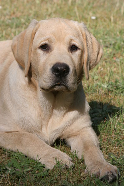 Publication : Du Cœur D'émeraude Auteur : Jacques Coeur