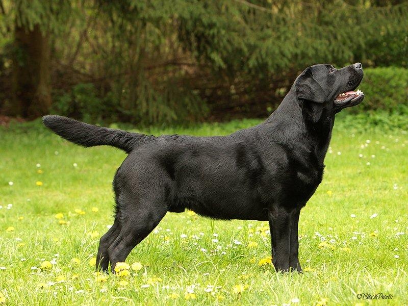 Publication : Du Cœur D'émeraude Auteur : Séverine Cajelot