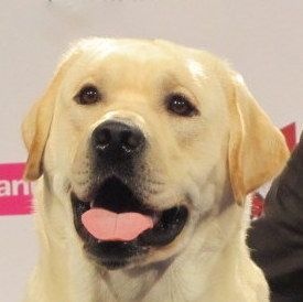 Publication : Du Cœur D'émeraude Auteur : F. Barberi