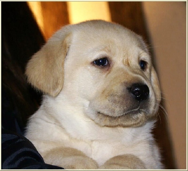 Publication : Du Cœur D'émeraude Auteur : Jacques Coeur