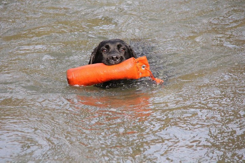 Publication : Off newfoundland coast Auteur : Isabelle