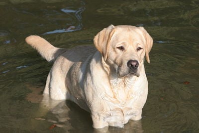 Publication : Du Cœur D'émeraude Auteur : Jacques Coeur