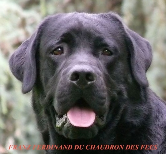 Publication : Du Cœur D'émeraude Auteur : Séverine Cajelot