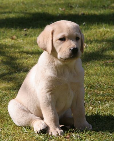 Publication : Du Cœur D'émeraude Auteur : Jacques Coeur