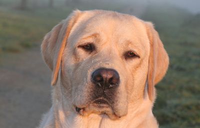 Publication : Du Cœur D'émeraude Auteur : Jacques Coeur