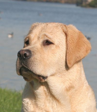 Publication : Du Cœur D'émeraude Auteur : Jacques Coeur