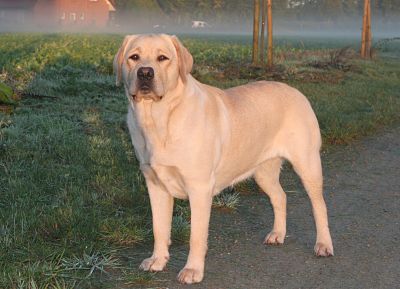 Publication : Du Cœur D'émeraude Auteur : Jacques Coeur