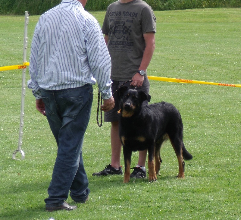 Fidjy-anis du Royaume D'Elsa - EXC en Morphologie , NC à la ronde final