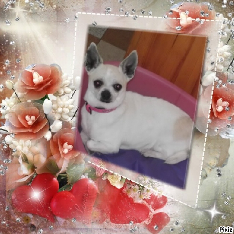 Publication : Des Petits Zamours Auteur : des petits zamours