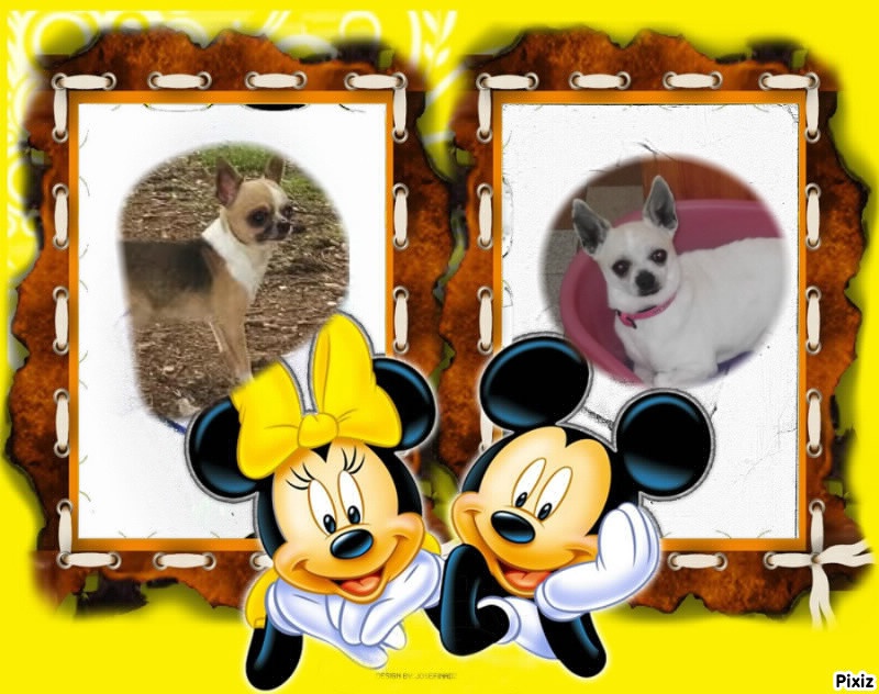 Publication : Des Petits Zamours Auteur : des petits zamours