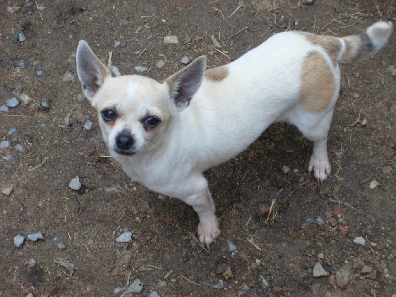 Publication : Des Petits Zamours Auteur : des petits zamours