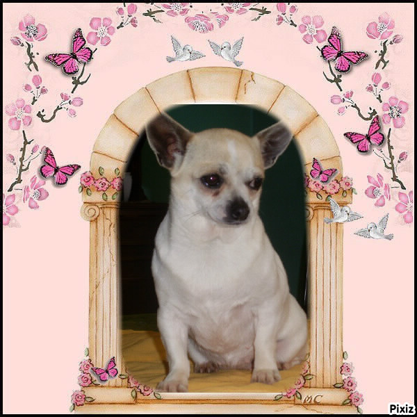 Publication : Des Petits Zamours Auteur : des petits zamours