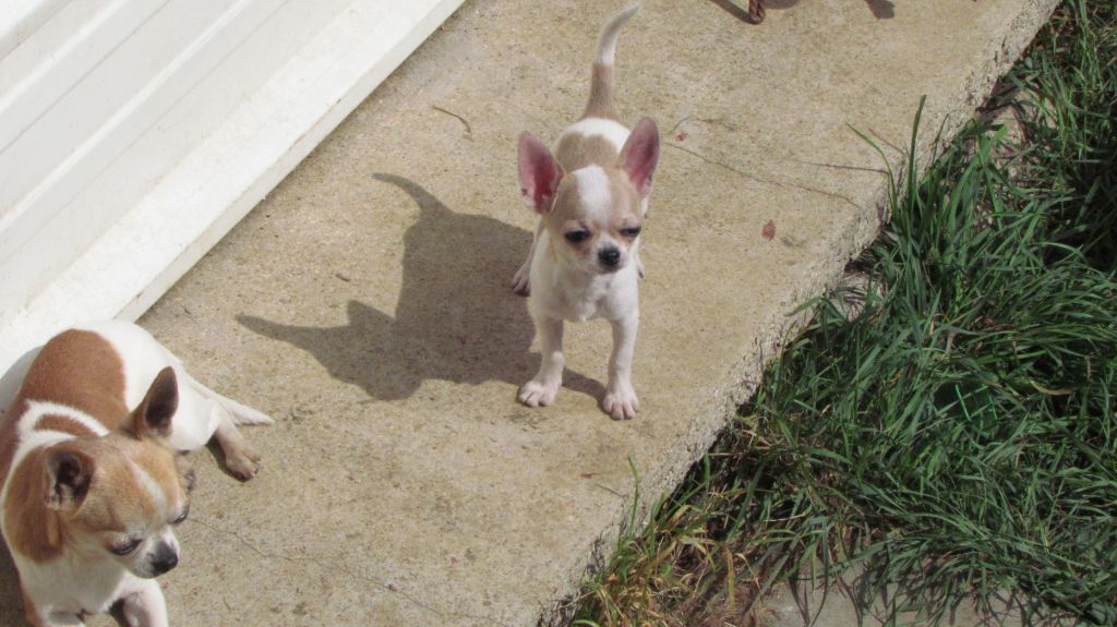 chiot Chihuahua Des Petits Zamours
