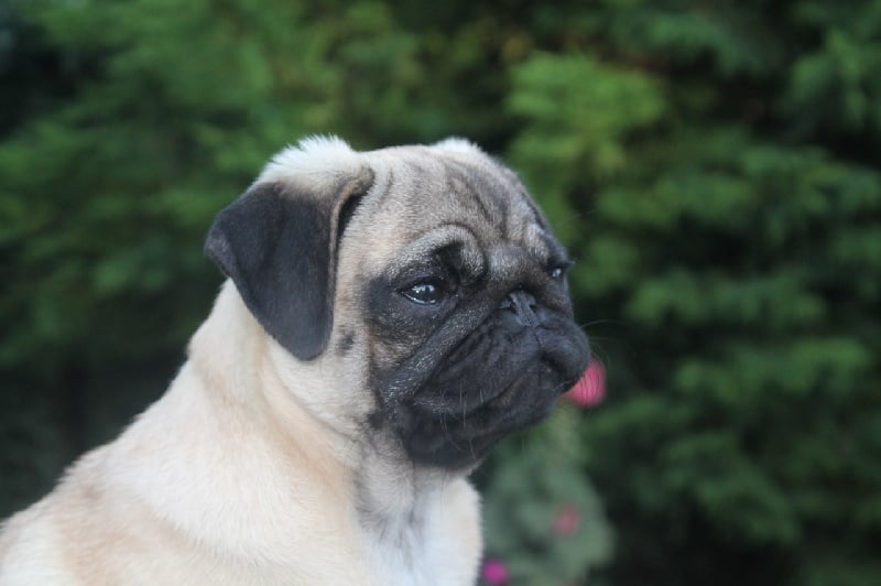 Iona Des Terres De Miss Blue